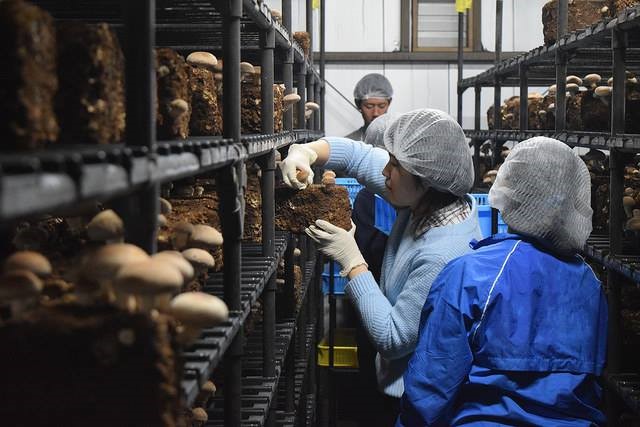 표고버섯 생산 작업을 하고 있는 장애인 직원들.