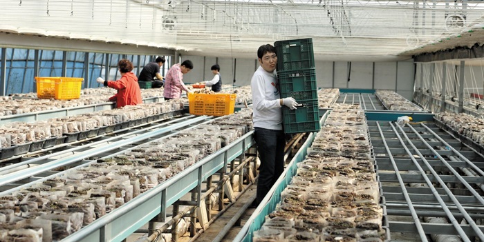 발달장애 청년들이 경기도 여주의 한 스마트팜에서 버섯 재배를 체험 중이다./푸르메재단 제공