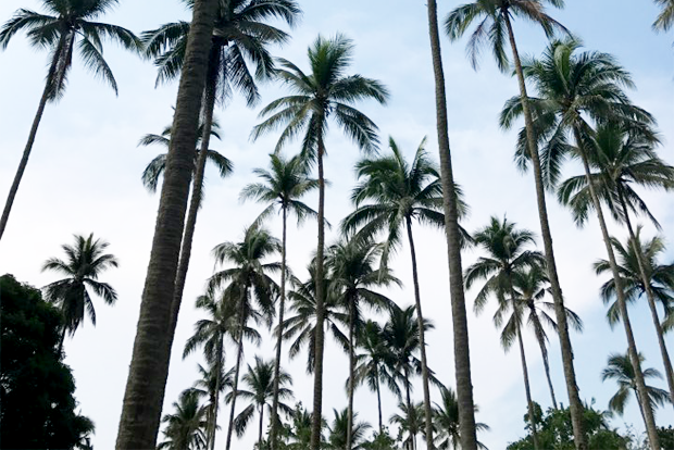 필리핀의 코코넛 나무