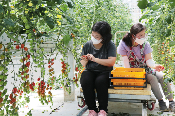 토마토를 수확 중인 푸르메소셜팜 직원들.
