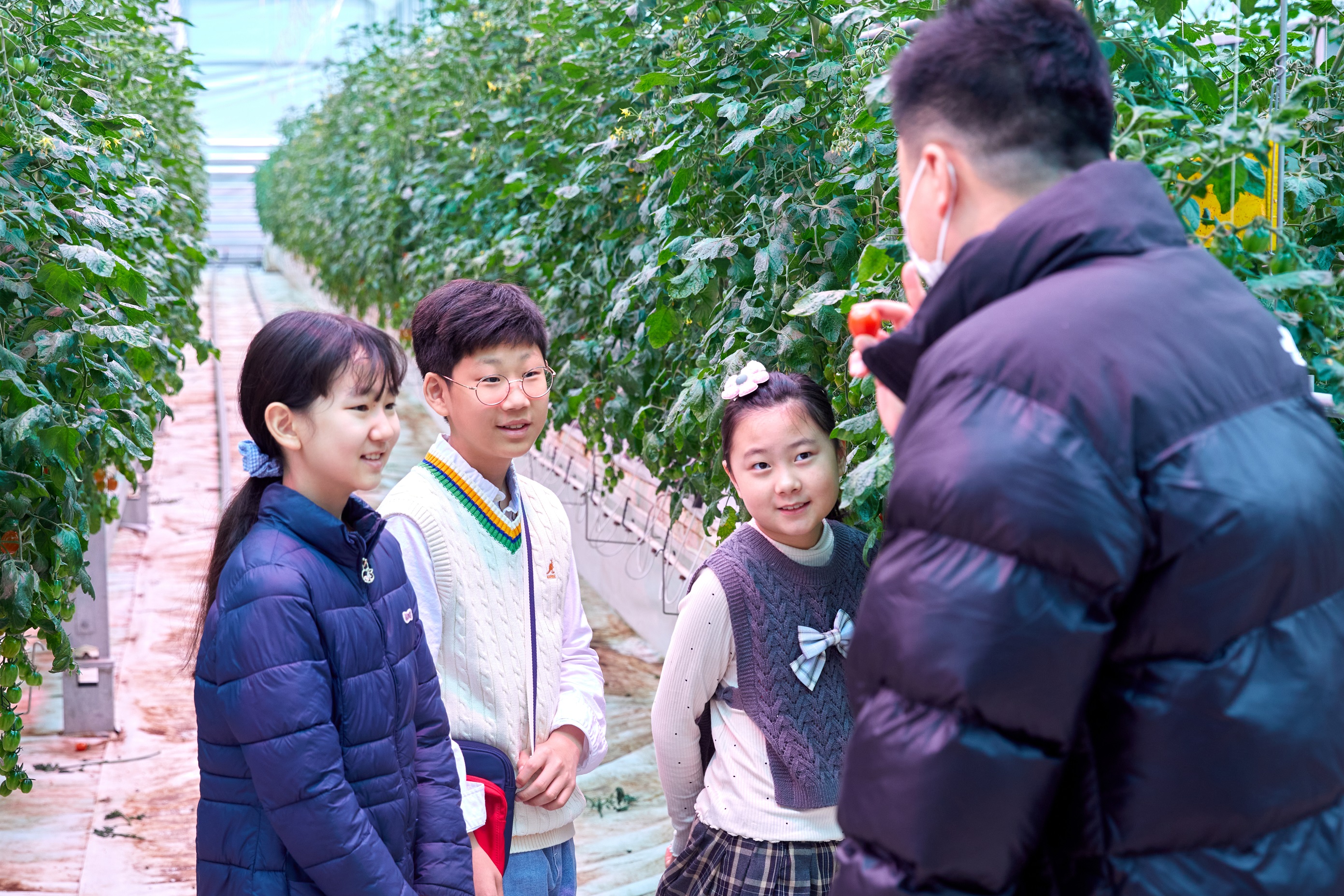 김상우(오른쪽) 푸르메소셜팜 기획팀장이 녹색 방울토마토는 숙성이 더 필요하니 따면 안 되고, 너무 빨갛게 익은 것도 상품 가치가 없을 수도 있어 따면 안 된다고 했다.