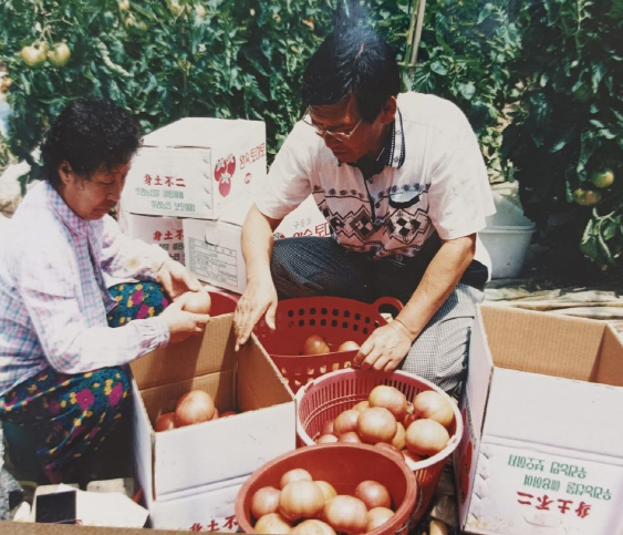 수확한 토마토를 포장하는 황보태조 기부자