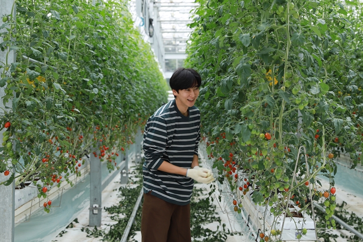 방울토마토를 수확 중인 심지호 배우