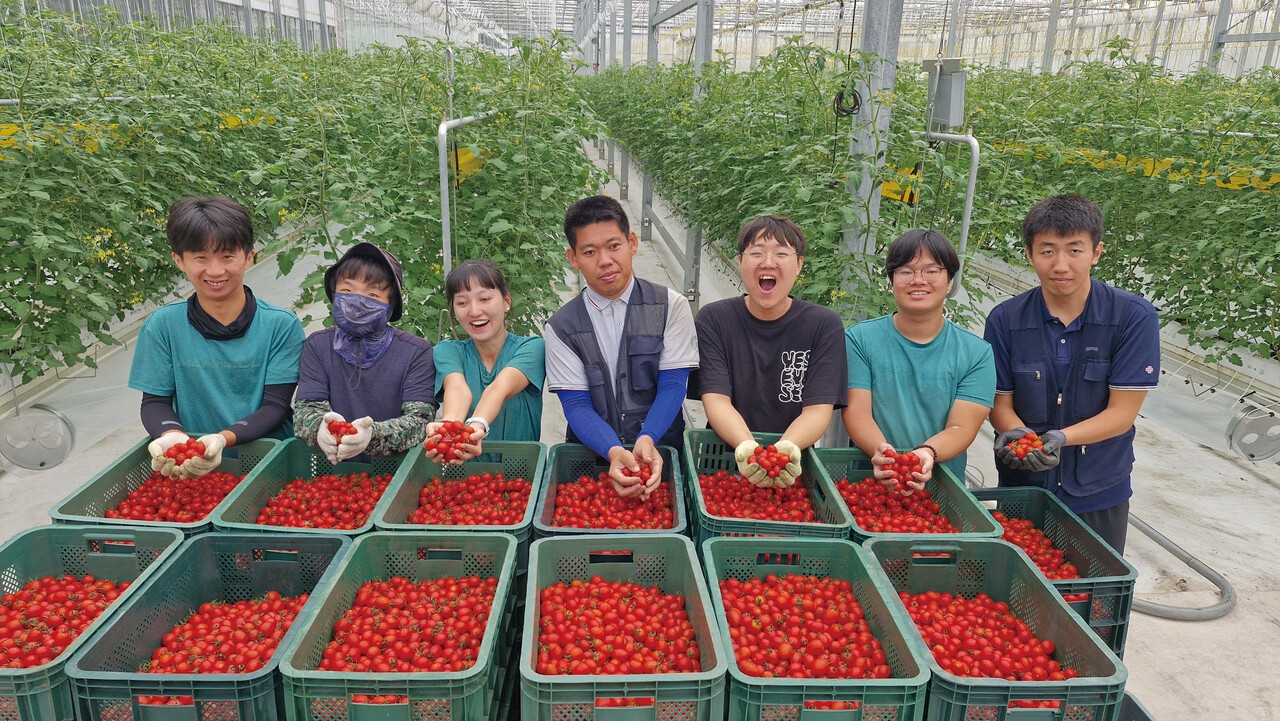 방울토마토를 키우며 자립을 꿈꾸는 발달장애 청소년들. [사진 푸르메재단]