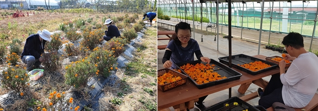 식용꽃을 가꾸고, 따고, 다듬는 푸르메스마트팜 서울농원의 근로자(훈련생)들의 모습