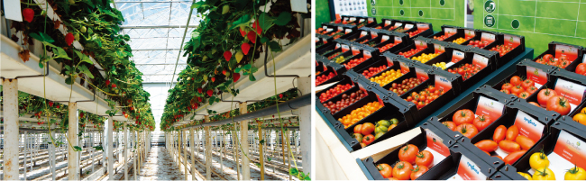  네덜란드 딸기 스마트팜의 유리온실 내부 모습.(왼쪽) 네덜란드 스마트팜의 생산성은 우리나라의 10배로 농업 경쟁력을 극대화했다. 스마트팜 수확 작물들. [사진 제공 =푸르메재단]
