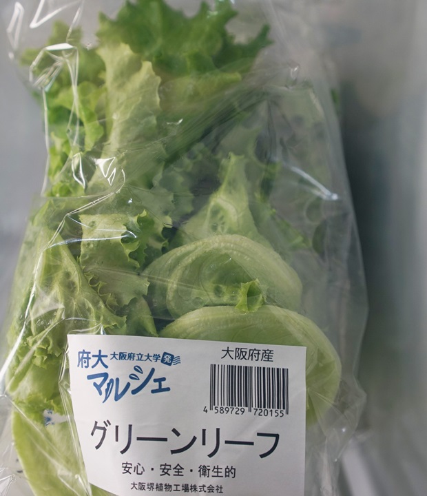식물공장에서 생산된 양상추. 가격은 한 봉에 150엔이다.
