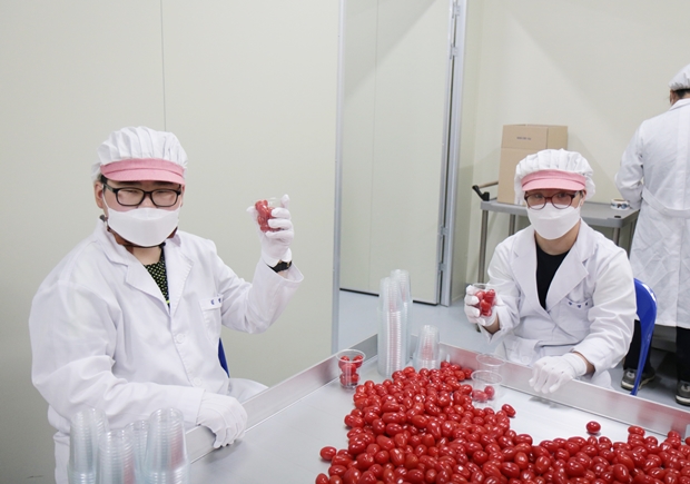 SK하이닉스에 납품할 토마토를 포장하고 있는 푸르메소셜팜 직원들