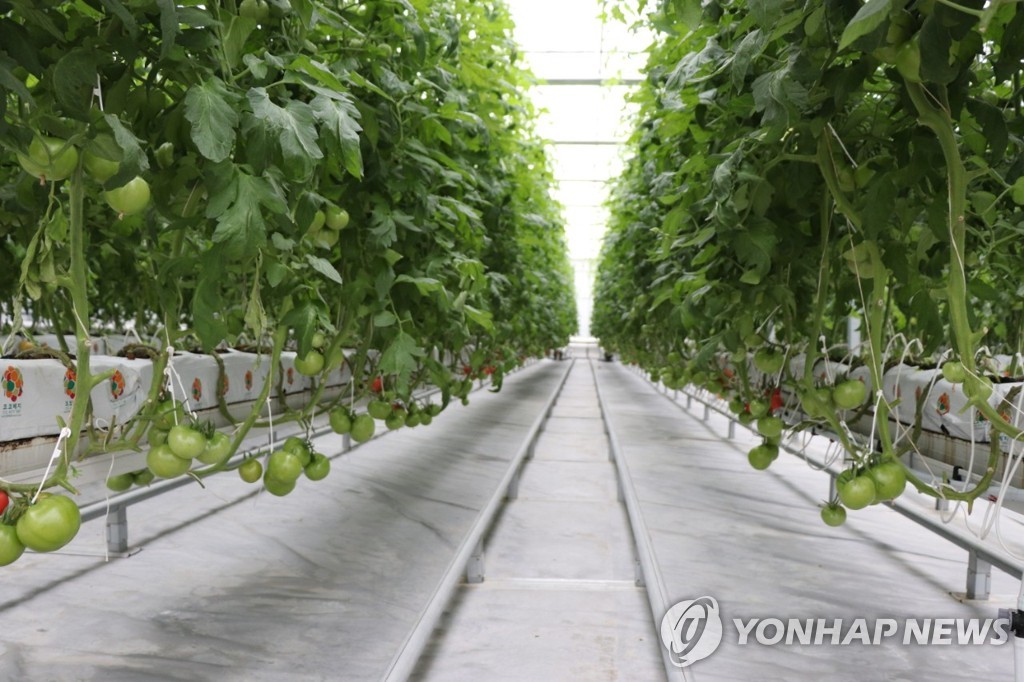 스마트팜 온실 [광주시 농업기술센터 제공.재판매 및 DB 금지]